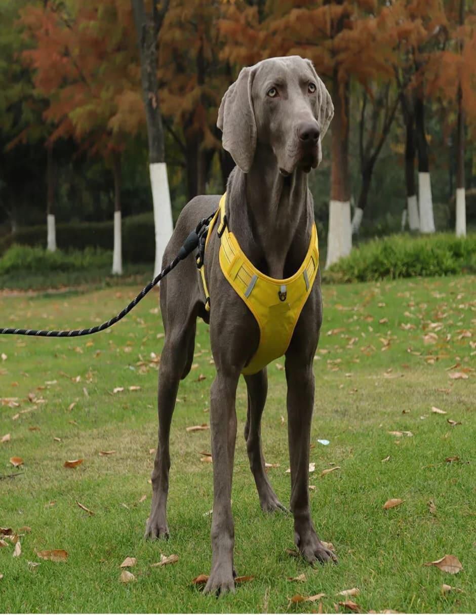 Pechera para perro 4