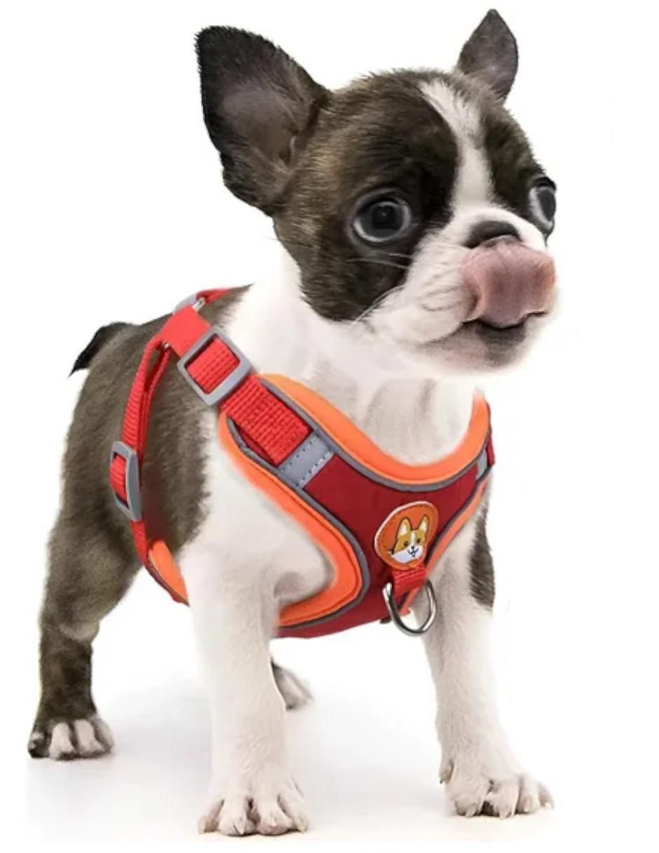 Arnés y correa para perro 3
