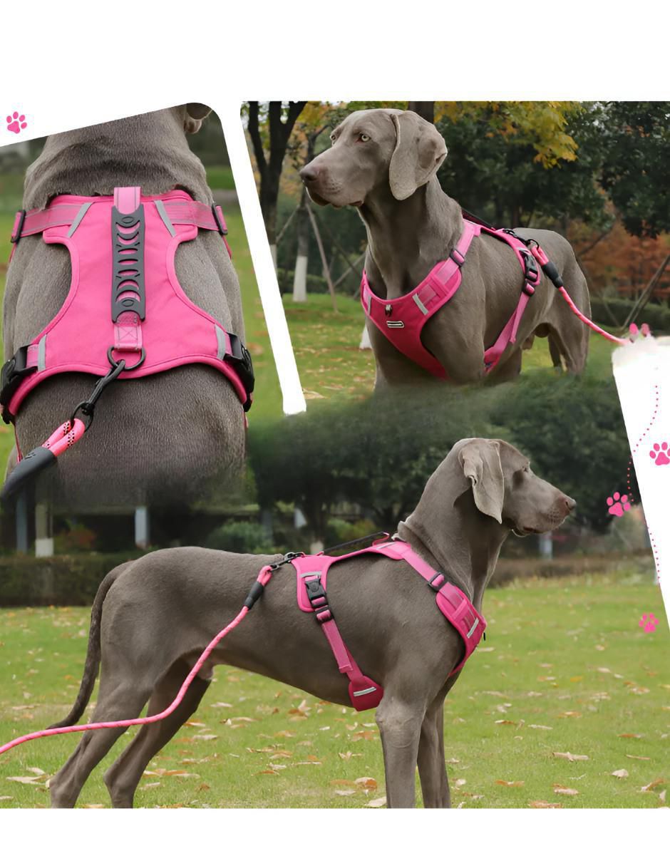 Pechera para perro 4