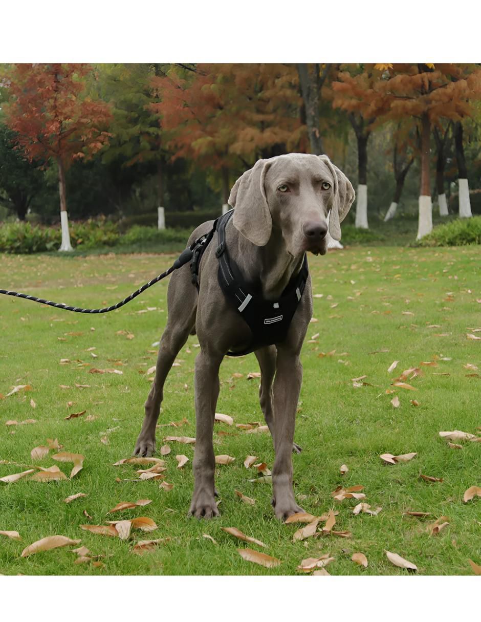 Pechera para perro 3