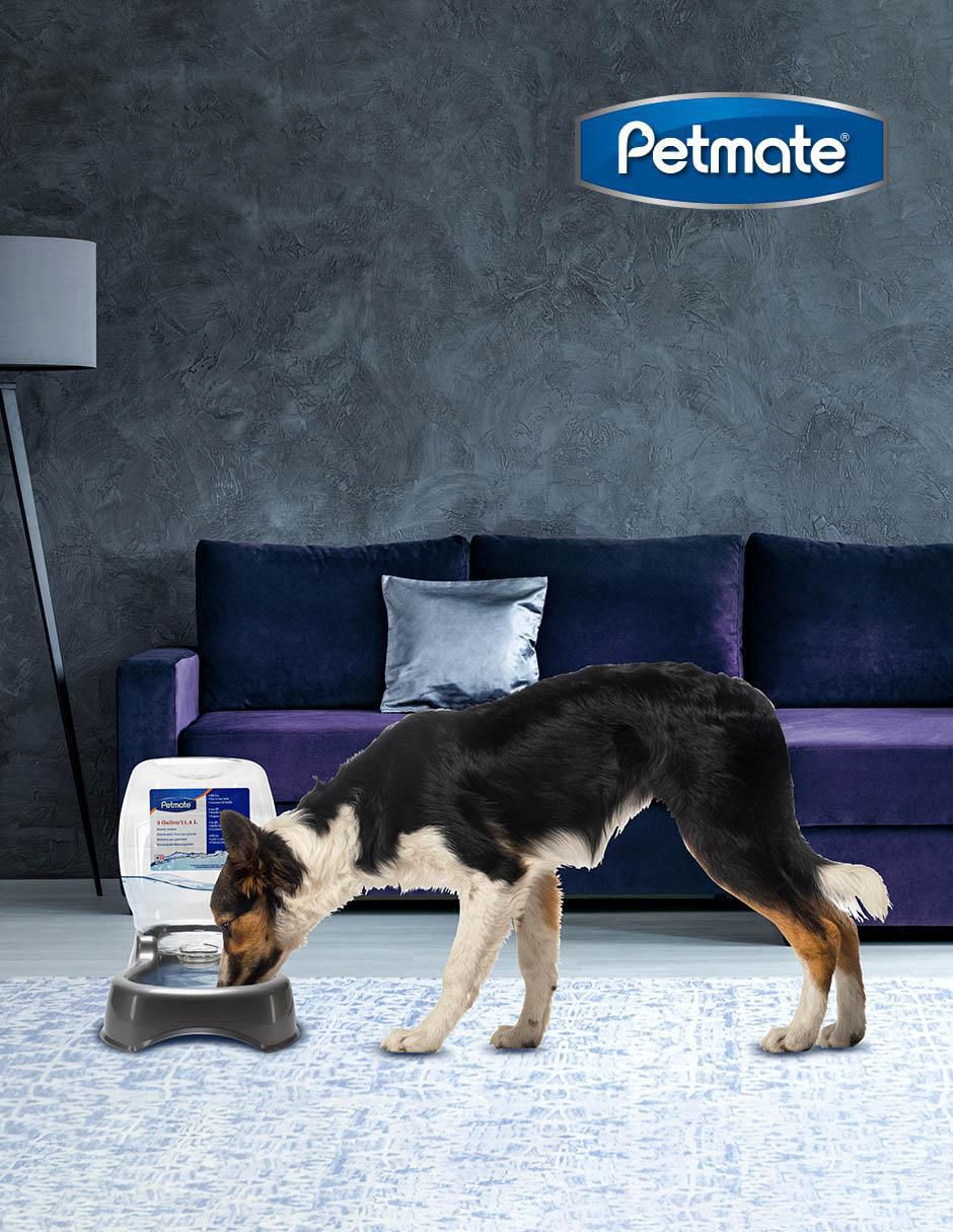 Bebedero transparente para perro 3