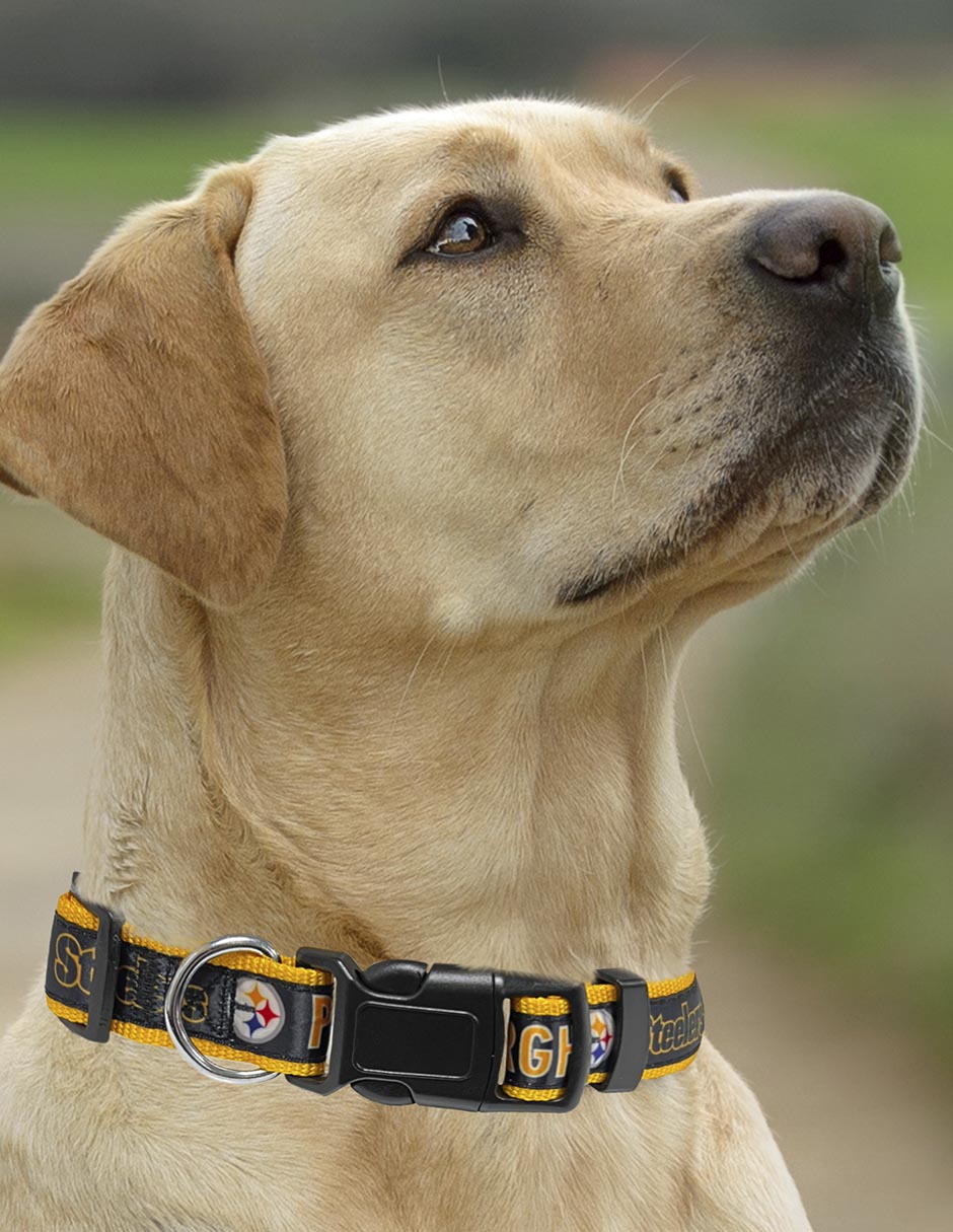 Collar para perro 3