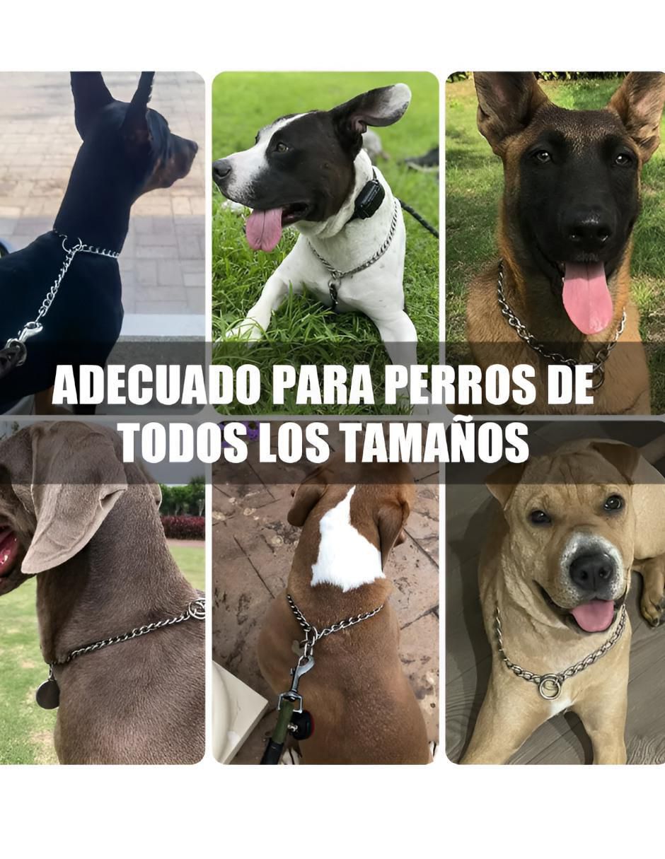 Collar para perro 2