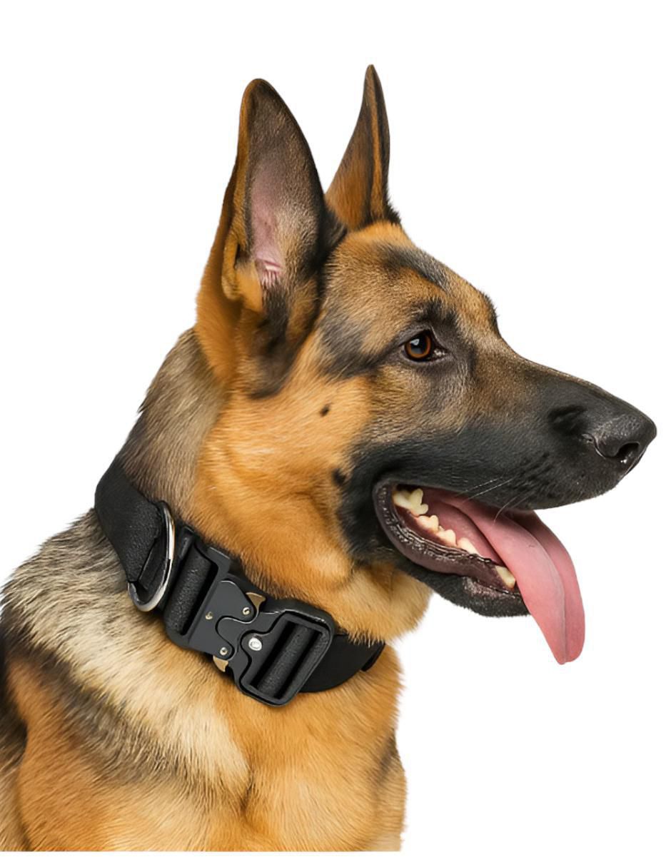 Collar para perro 3