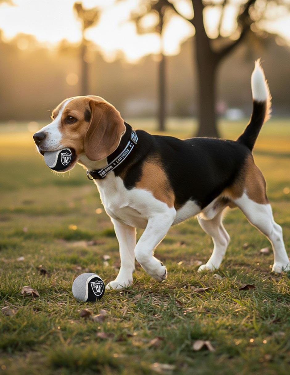 Pelota para perro Raiders 4
