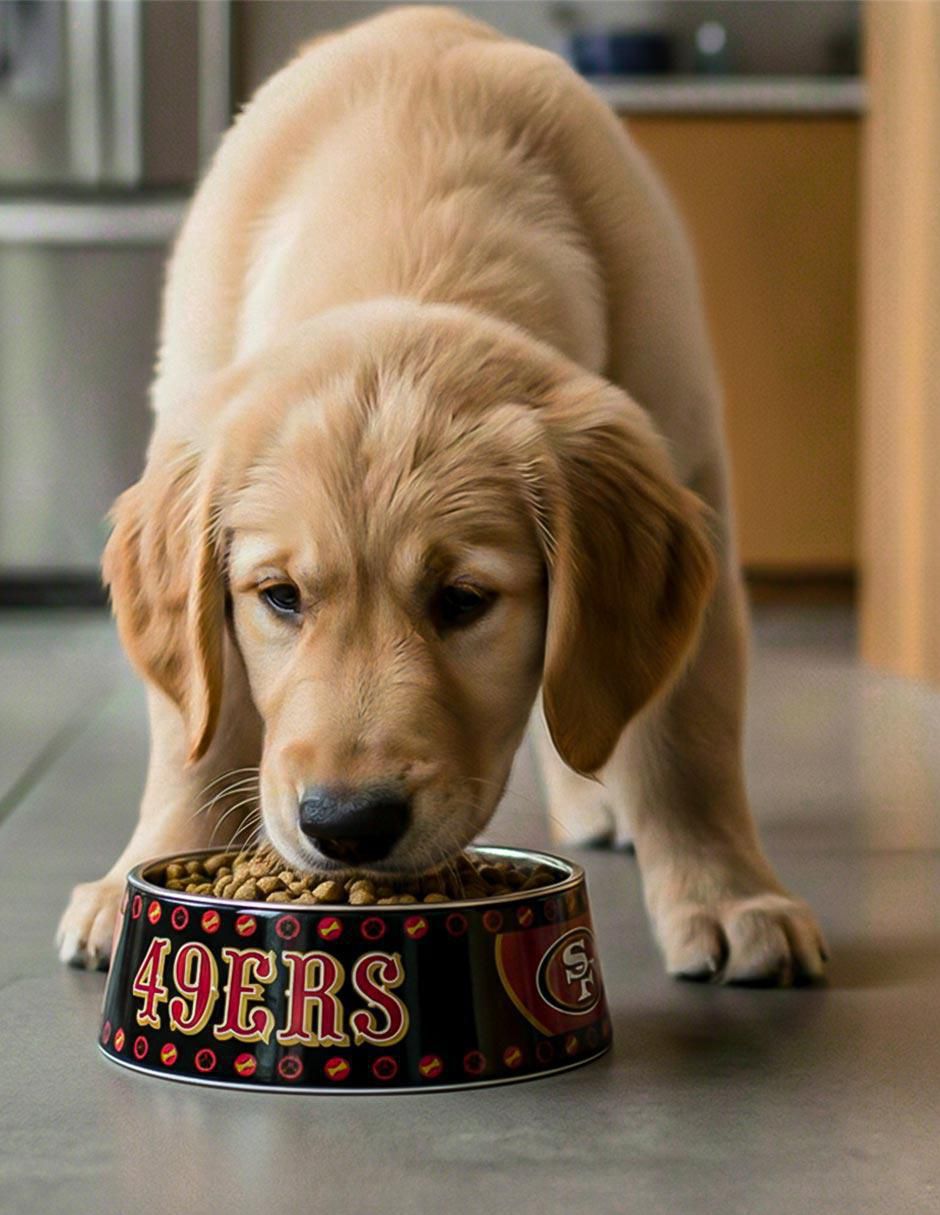 Plato para perro 2